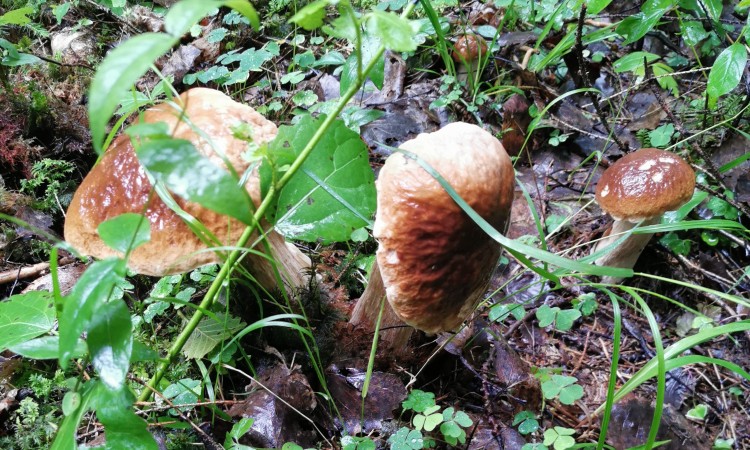 Miško gėrybių rinkėjams rekomenduojama prisiminti keletą gyvybei svarbių taisyklių