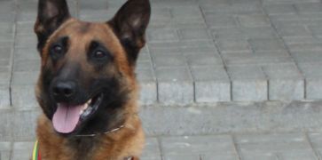 Ramzio istorijos sujaudinta Nyderlandų lietuvė pasieniečiams dovanoja belgų aviganę
